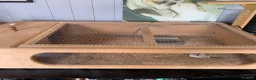Hermann Tortoise reptiles for sale: Eastern Hermanns Tortoise 🐢  - Advert 5
