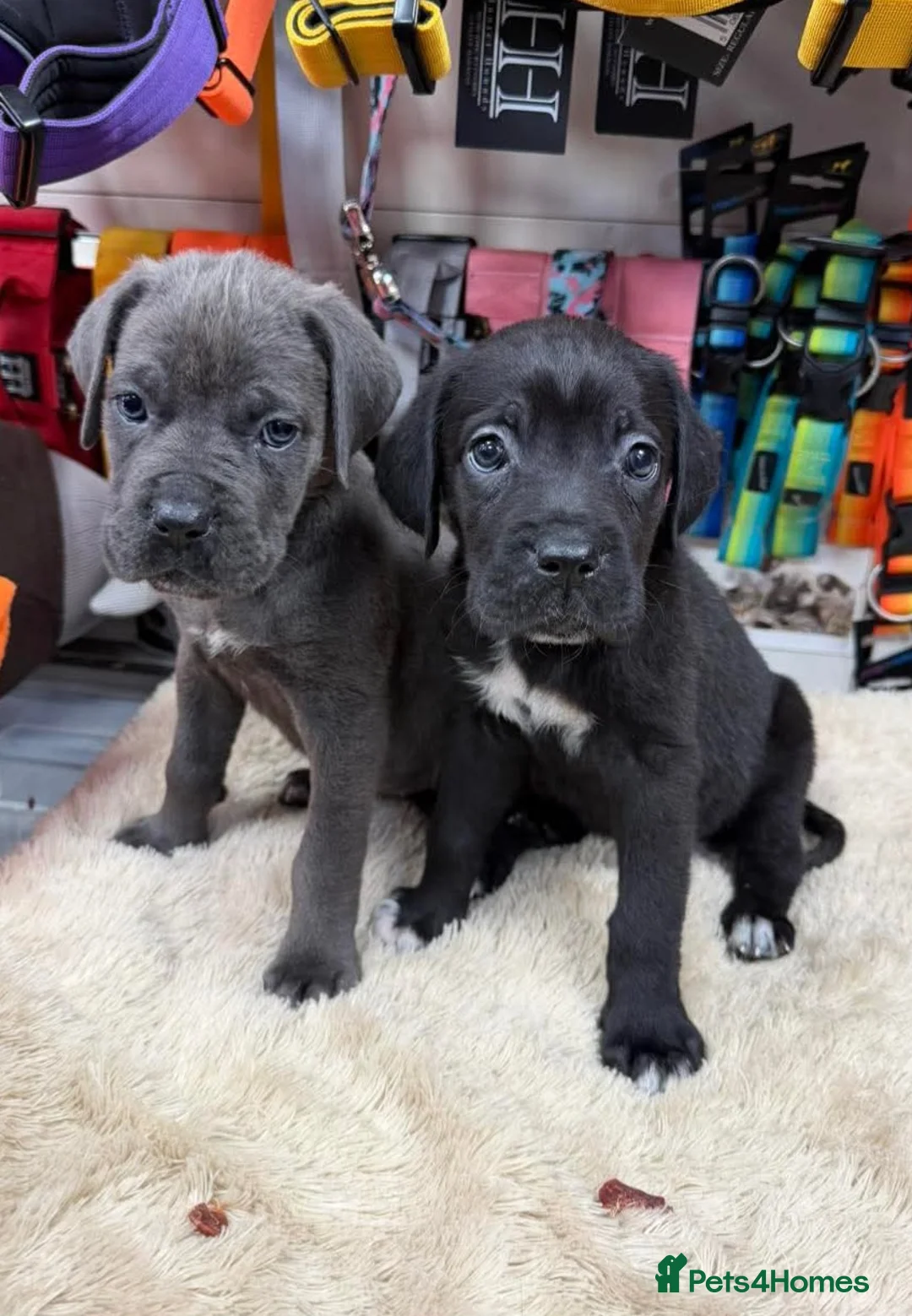 Cane Corso dogs for sale: 3 beautiful, champion blood line cane corsos  - Advert 9