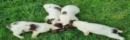 English Springer Spaniel dogs for sale:  Springer spaniels looking for their forever homes - Advert 5