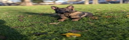 German Shepherd dogs for sale: German shepherd  - Advert 5