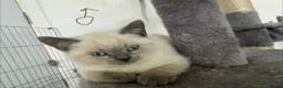 British Shorthair cats for sale: Stunning Pedigree Kittens | DNA Clear in Glasgow - Advert 30