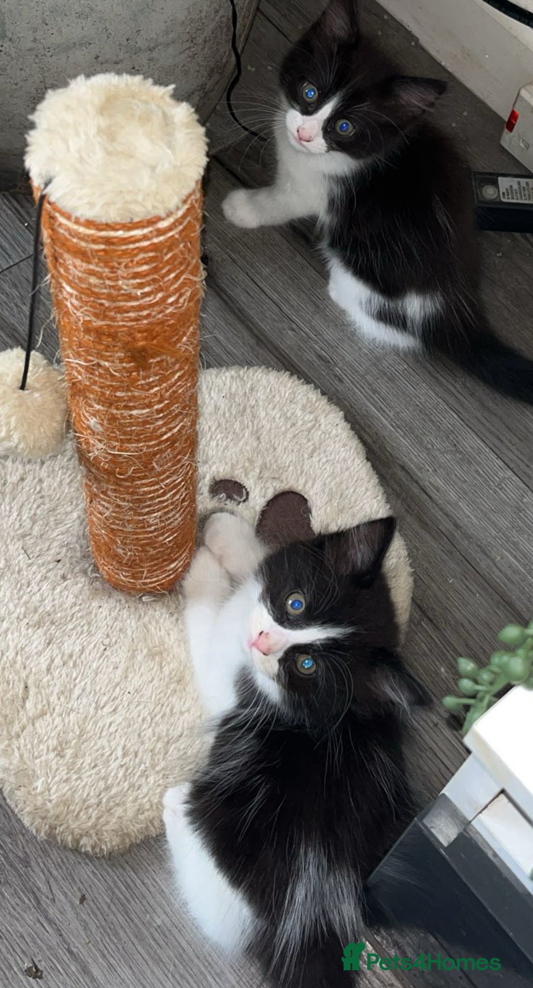 Turkish Van cats for sale: Twin boys ready to leave together  - Image 2