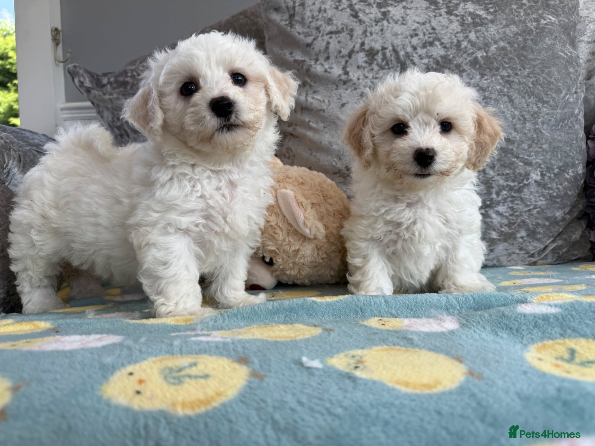 Bichon Frise dogs Stunning KC registered Bichon Pups - Advert 1