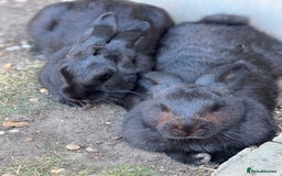Harlequin rabbits for sale: Two male Rabbits - Image 1