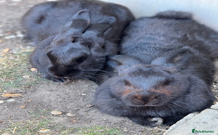 Harlequin rabbits - Advert 9