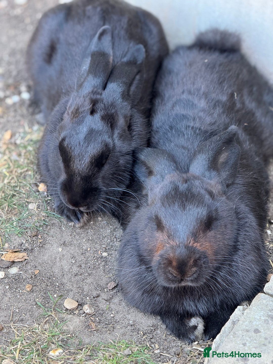 Harlequin rabbits for sale: Two male Rabbits - Image 1