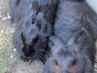 Harlequin rabbits for sale - Advert 1
