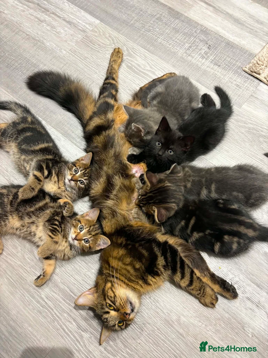 Mixed Breed cats for sale: Tabby kittens  - Advert 1