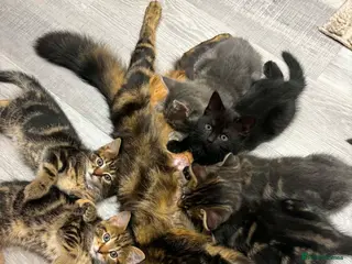 Mixed Breed cats Tabby kittens - Advert 1