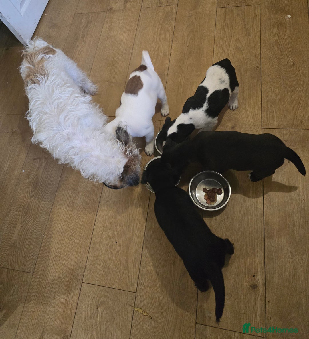 Mixed Breed dogs for sale: playfull puppies - Advert 2