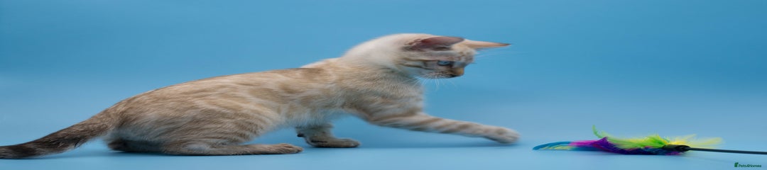Bengal Kitten 1