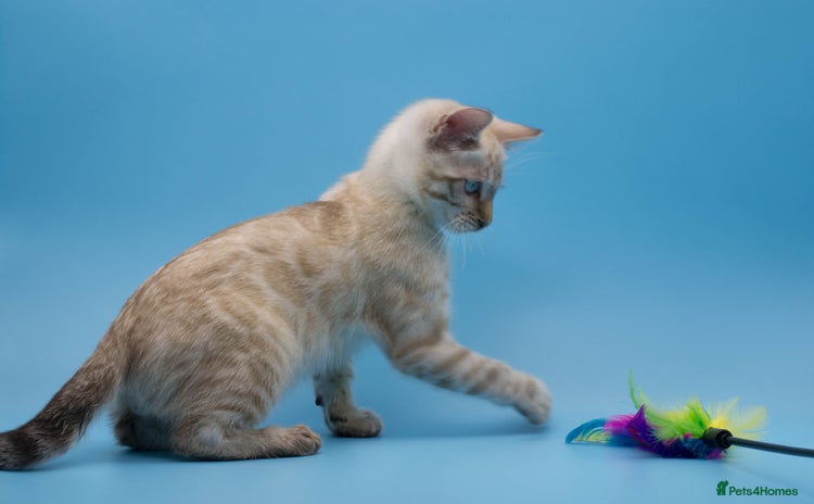 Bengal cats - Advert 2