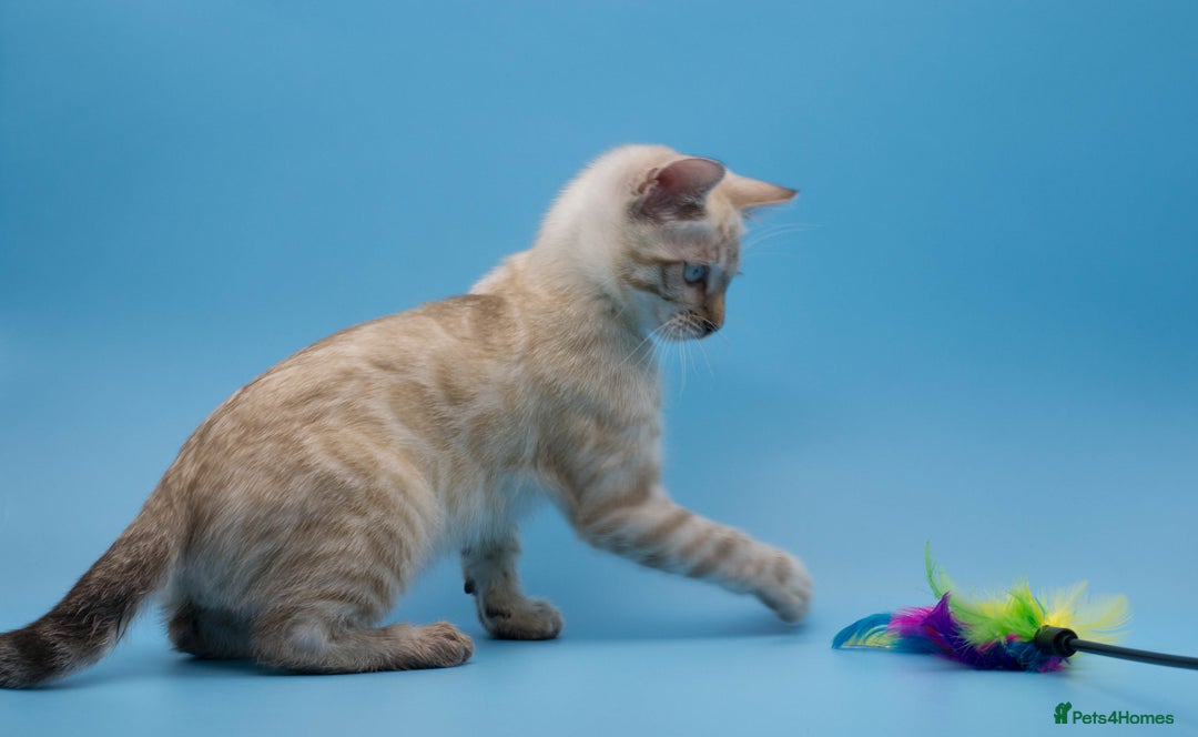 Bengal cats for sale: Ready Now! Stunning Snow Lynx Bengal Boy ❄ - Image 1