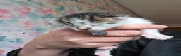 Mixed Breed cats for sale: Gorgeous kittens available  - Advert 3