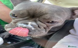 French Bulldog dogs for sale: 10 month Male French bulldog.  - Image 5