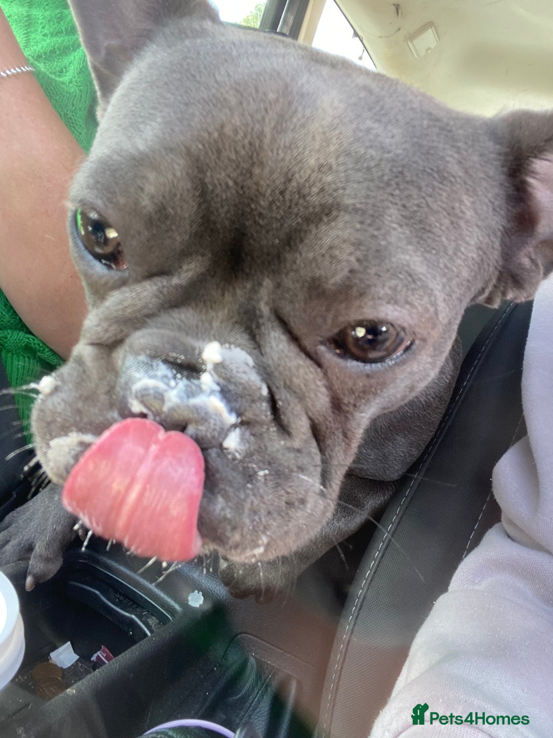 French Bulldog dogs for sale: 10 month Male French bulldog.  - Image 5