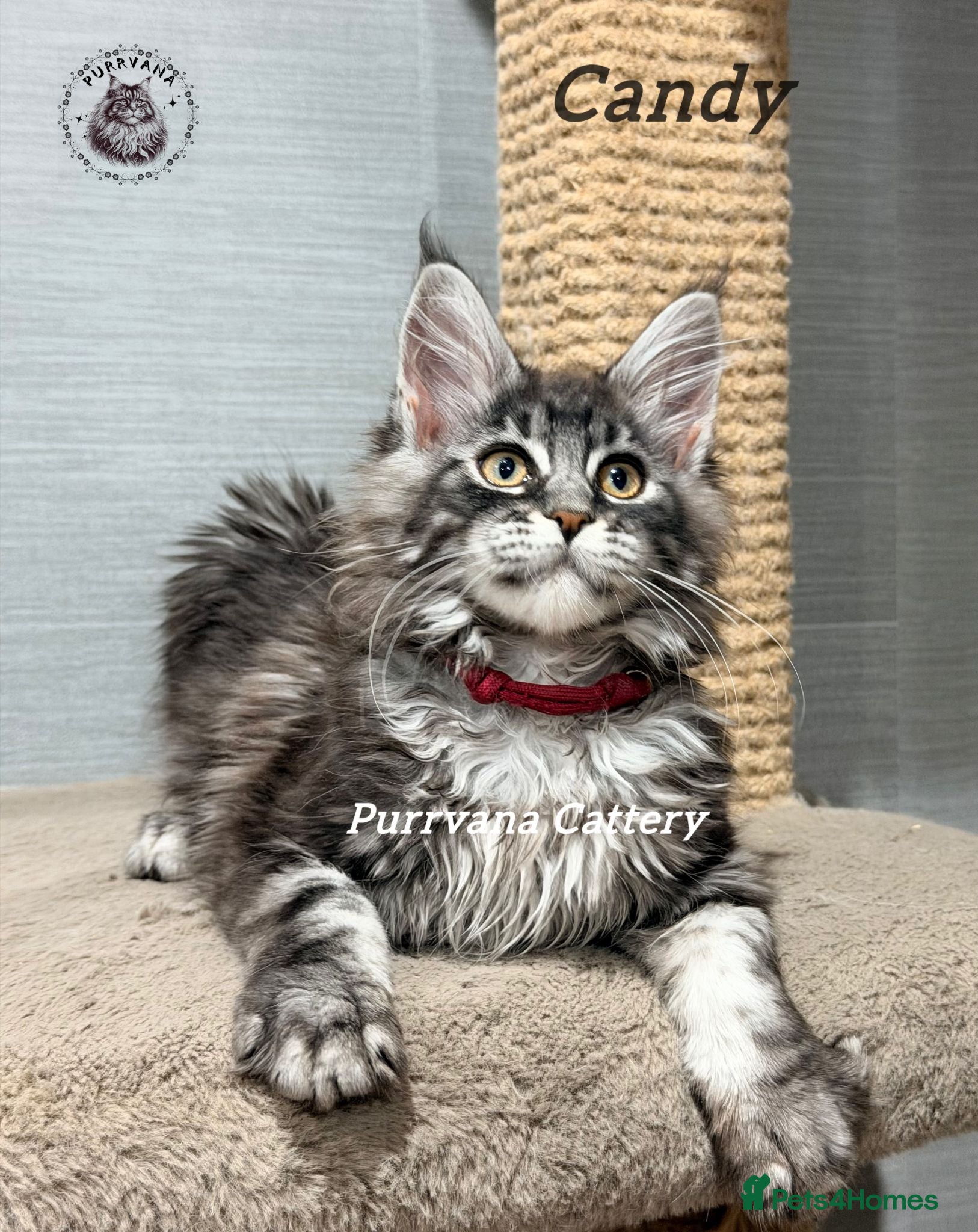 Maine Coon cats TICA registration Maine coon kittens Ready Now - Advert 2