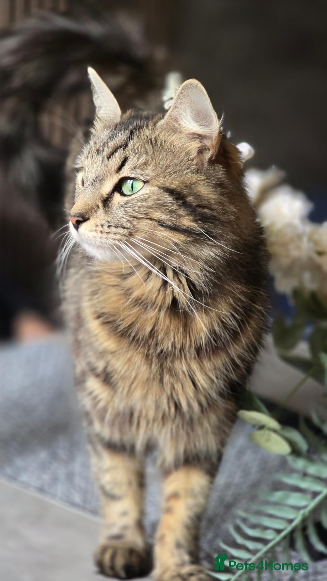 Mixed Breed cats Fluffy baby boy - Advert 1