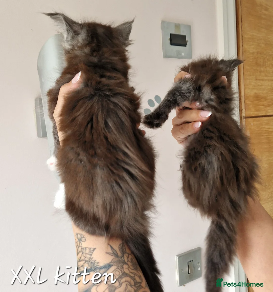 Maine Coon cats for sale: Pedigree XXL mainecoon kittens  - Advert 2