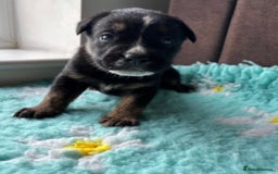 English Bulldog dogs for sale:  Bulldog puppy’s  - Image 7