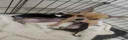 Chihuahua dogs for sale: Tiny stunning chihuahua puppies - Advert 8