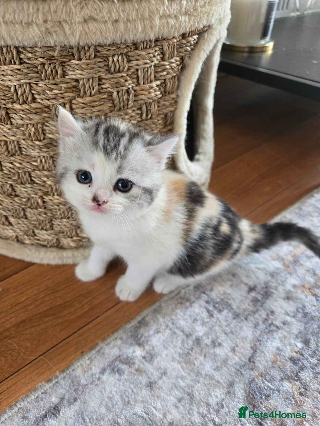 Mixed Breed cats for sale: Persian x kittens  - Image 2