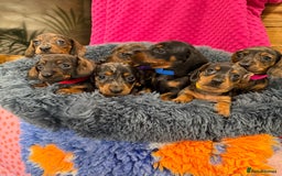 Miniature Dachshund dogs for sale: Beautiful bunch of girls /boy 🩷✨ Kc mini pups   - Image 6