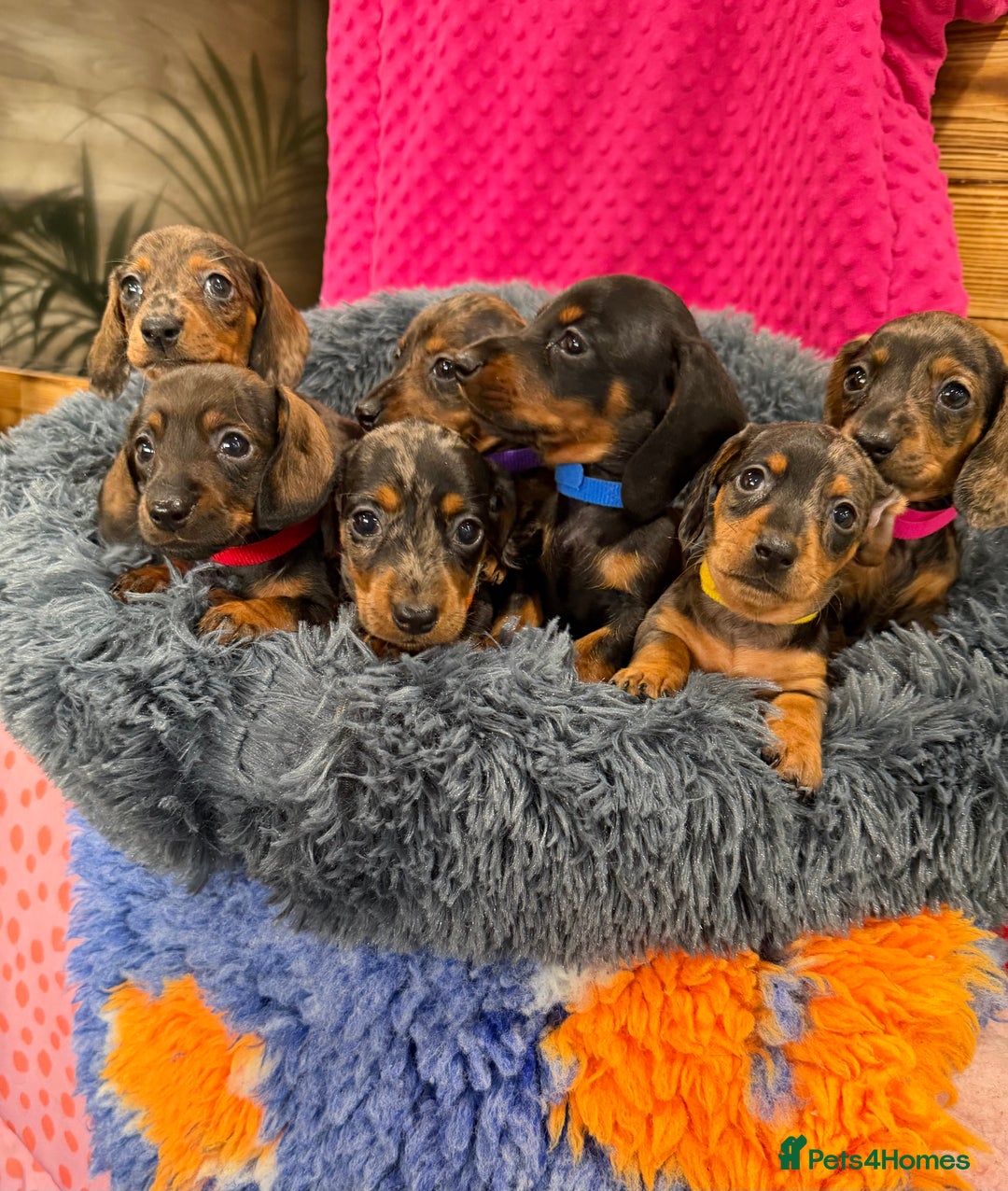 Miniature Dachshund dogs for sale: Beautiful bunch of girls /boy 🩷✨ Kc mini pups   - Image 6