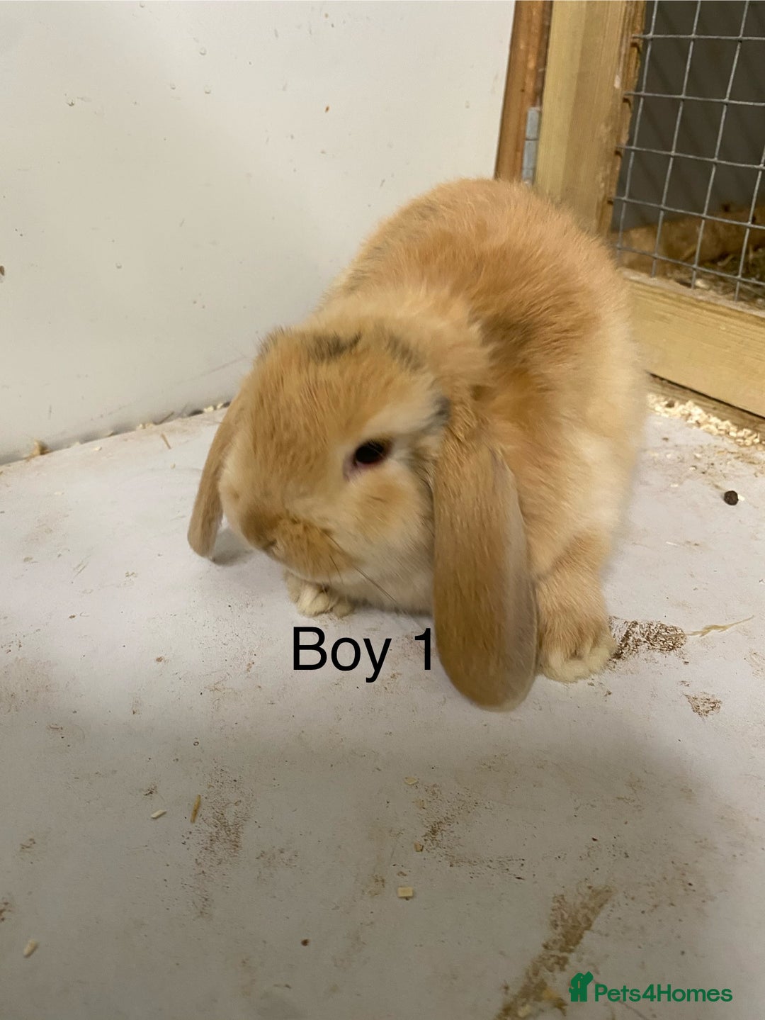 Mini Lop rabbits for sale: Beautiful Lop eared bunnies  - Advert 2