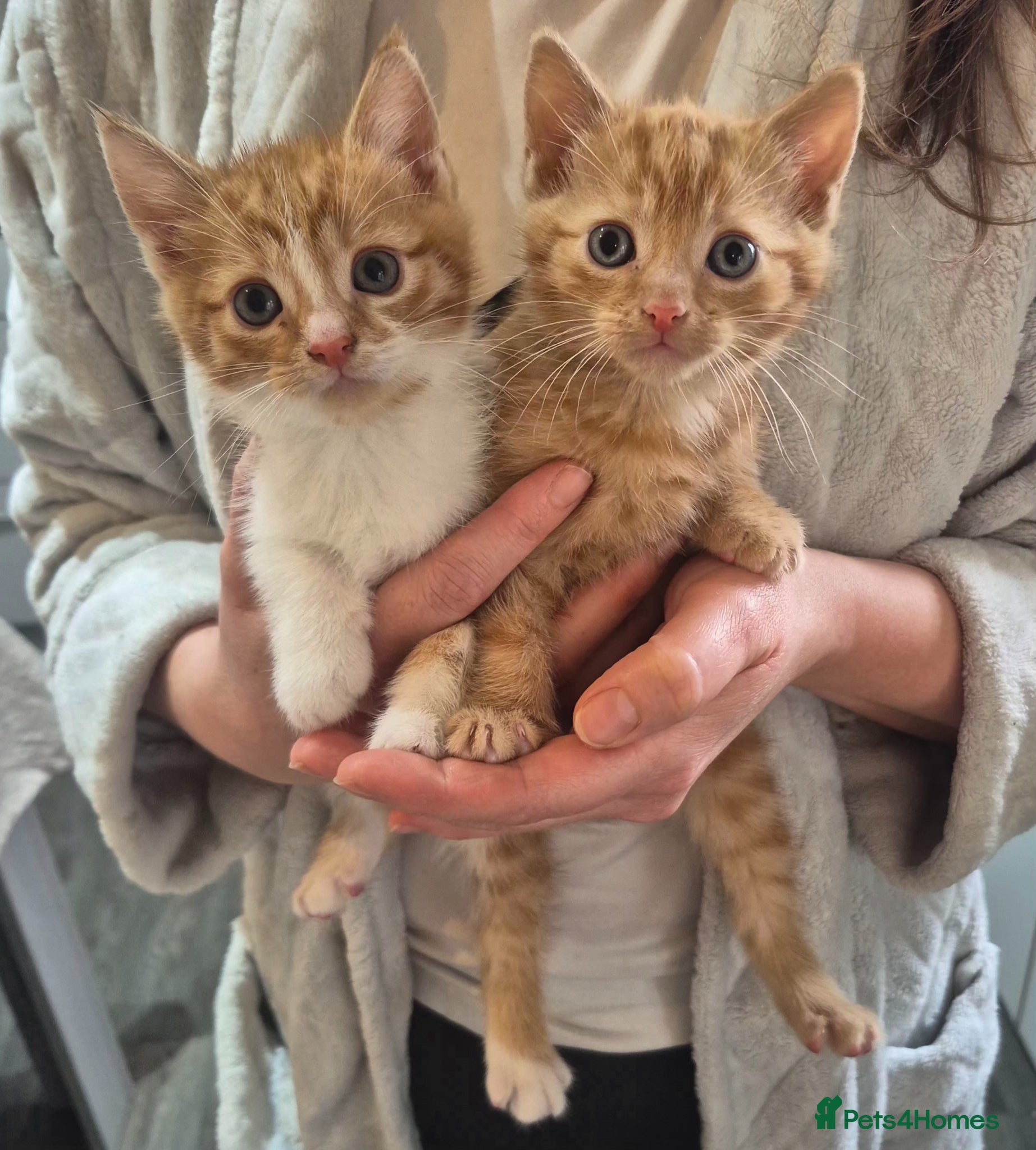 Mixed Breed cats Kittens for sale - Advert 1