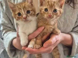 Mixed Breed cats Kittens for sale - Advert 1