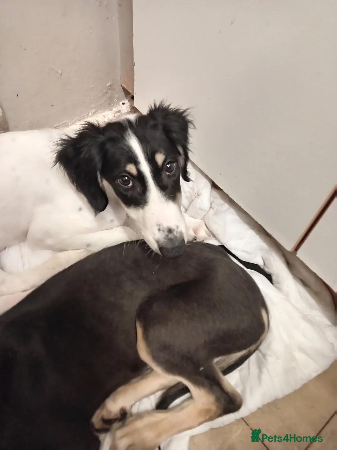 Saluki dogs for sale: Saluki  ** d whippet  in Liverpool - Advert 2