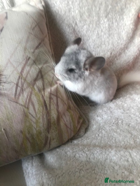 Chinchilla rodents Baby girl chinchilla - Advert 7