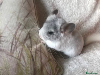 Chinchilla rodents Baby girl chinchilla - Advert 2