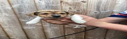 Jack Russell dogs for sale: Docked tail Jack Russel Puppies - Advert 4