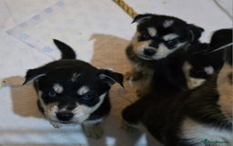Mixed Breed dogs for sale: Beautiful goberians - Image 5
