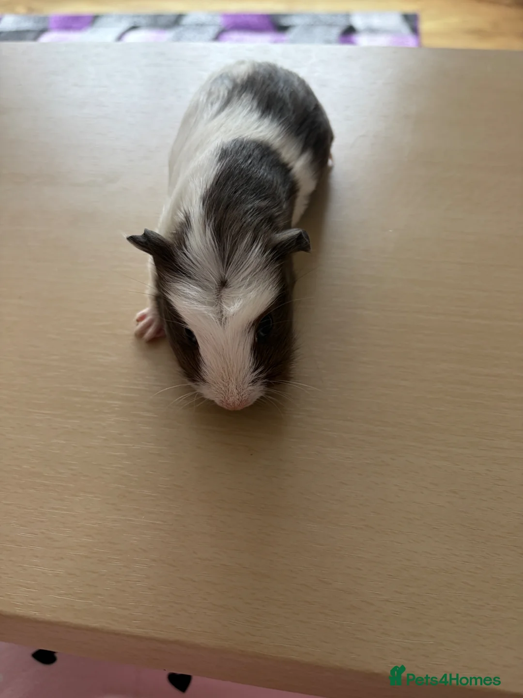 Guinea Pig rodents for sale: Brown & White Crested Guinea Pig (9 weeks Old) - Advert 4