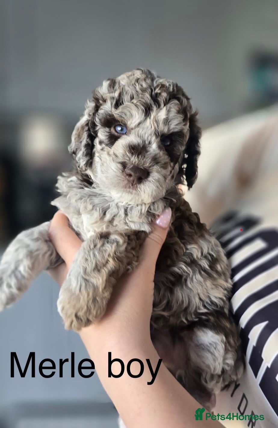 Labradoodle dogs Beautiful litter of F2b curly labradoodle puppies! - Advert 1