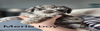 Merle boy