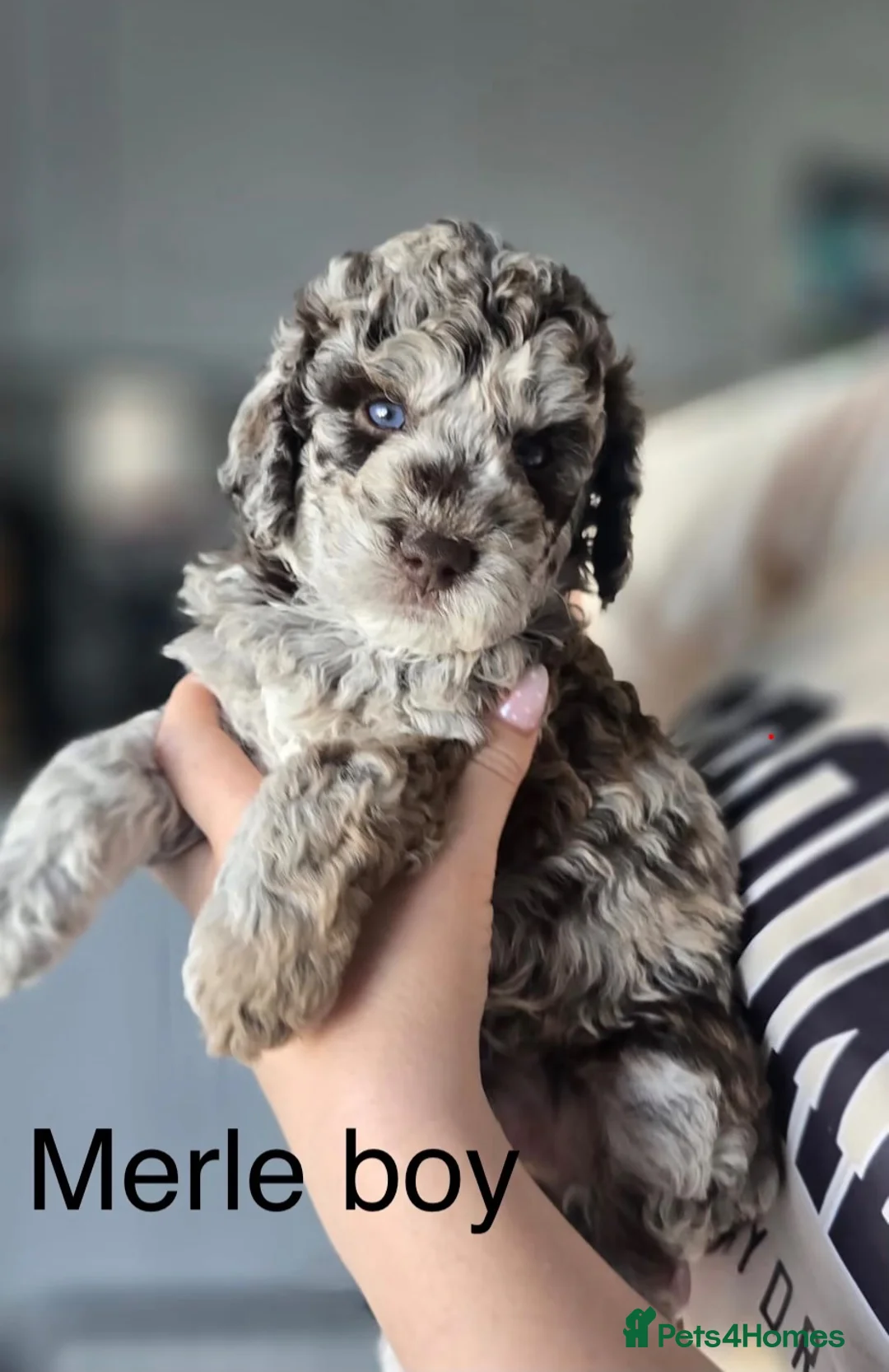 Labradoodle dogs for sale: Beautiful litter of F2b curly labradoodle puppies! - Advert 1