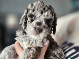 Labradoodle dogs Beautiful F2b miniature labradoodle puppies! - Advert 1