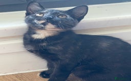 British Shorthair cats for sale: 2 Adorable Fluffy Kittens - Advert 6