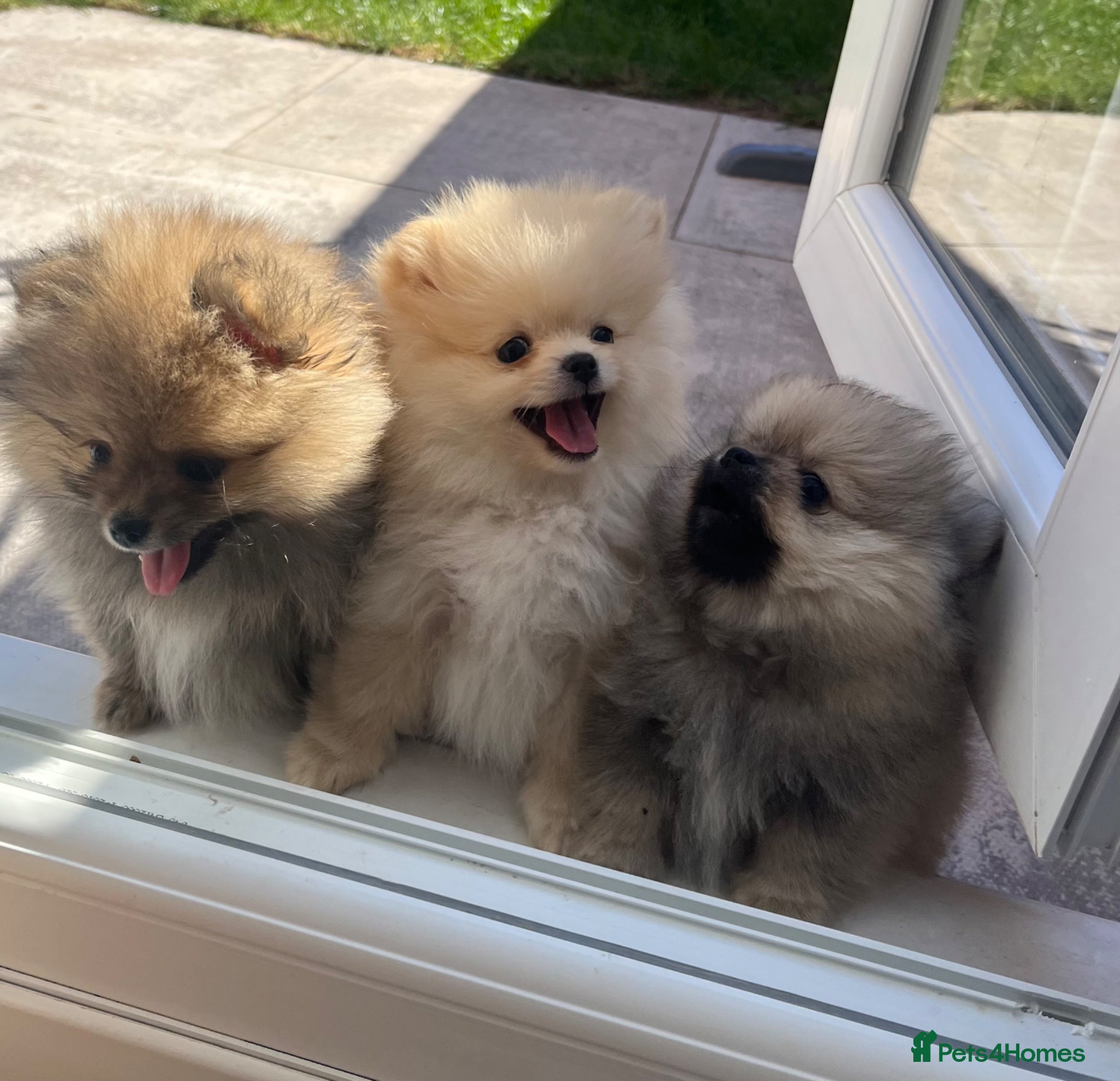 Pomeranian dogs Pure-Breed Toy Pomeranians  - Advert 1