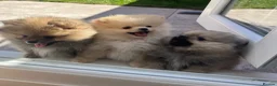 Pomeranian dogs for sale: Pure-Breed Toy Pomeranians  - Advert 1