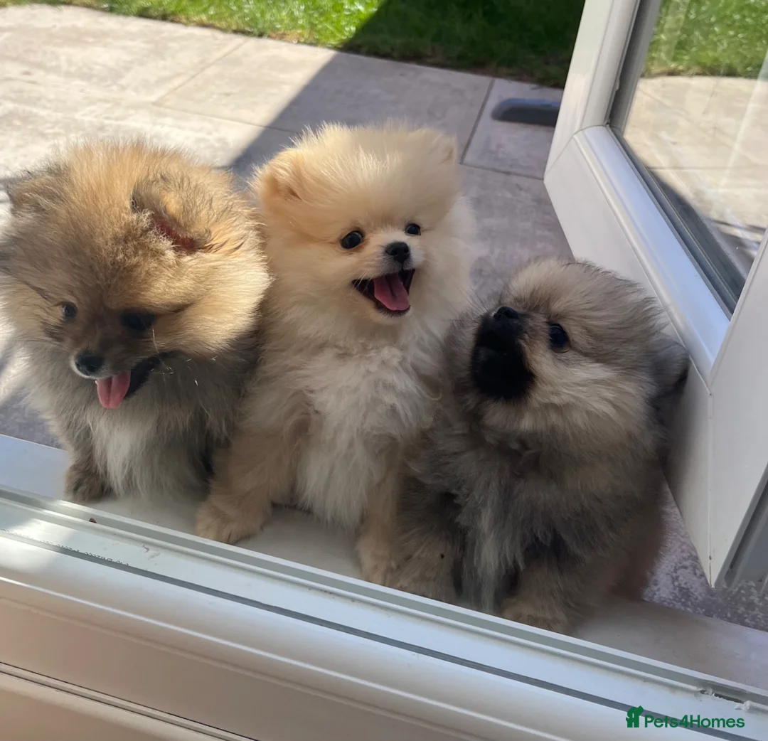 Pomeranian dogs for sale: Pure-Breed Toy Pomeranians  - Advert 1