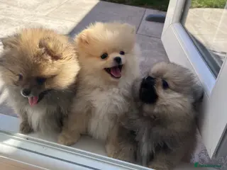 Pomeranian dogs Pure-Breed Toy Pomeranians - Advert 4