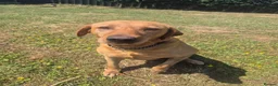Labrador Retriever dogs for sale: Kc reg fox red labrador  - Advert 5