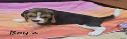 Beagle dogs for sale: Gorgeous KC reg puppies - Advert 3