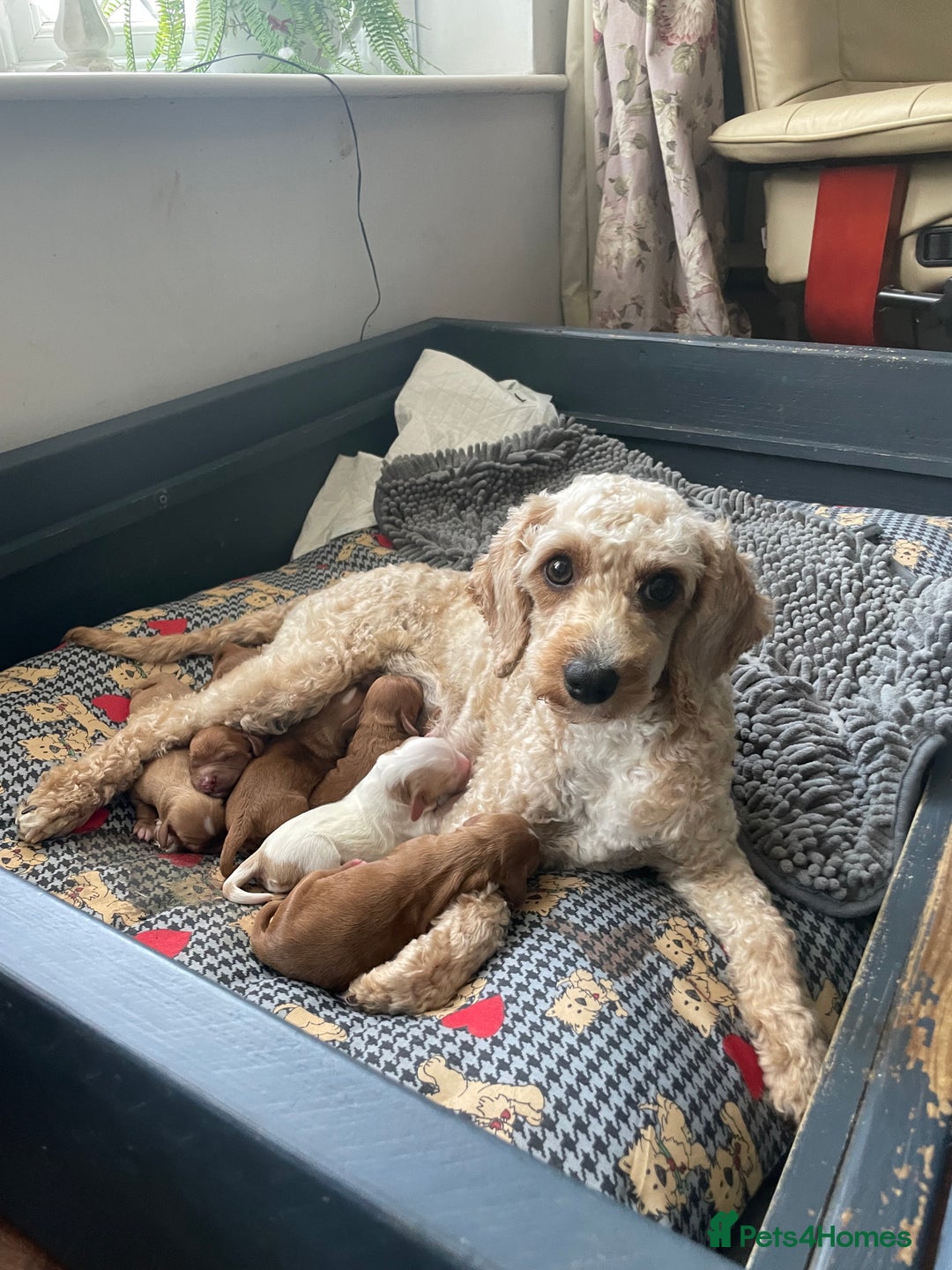 Mixed Breed dogs for sale: Beautiful Cavapoo puppies  - Image 2