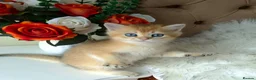 British Longhair cats for sale: British Longhair/Shorthair black golden shaded  - Advert 21